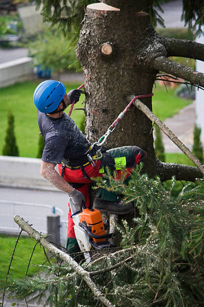 Best Tree Removal Service  in USA